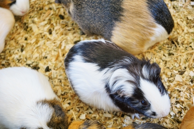 研究所内での動物実験